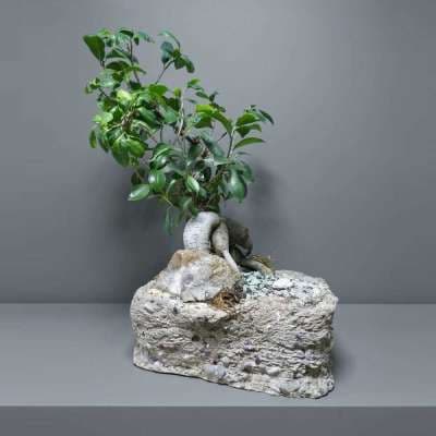 Bonsai Ficus microcarpa