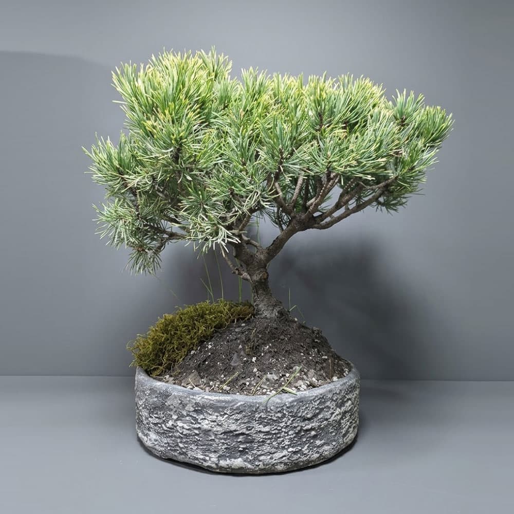 Bonsai
