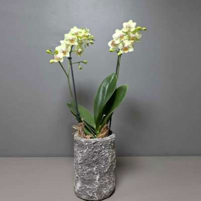 Composition in a concrete planter