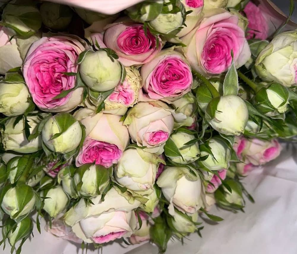 Spray roses White and pink 55-65cm