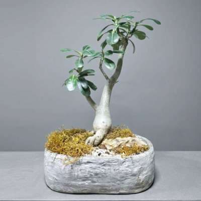 Bonsai Adenium