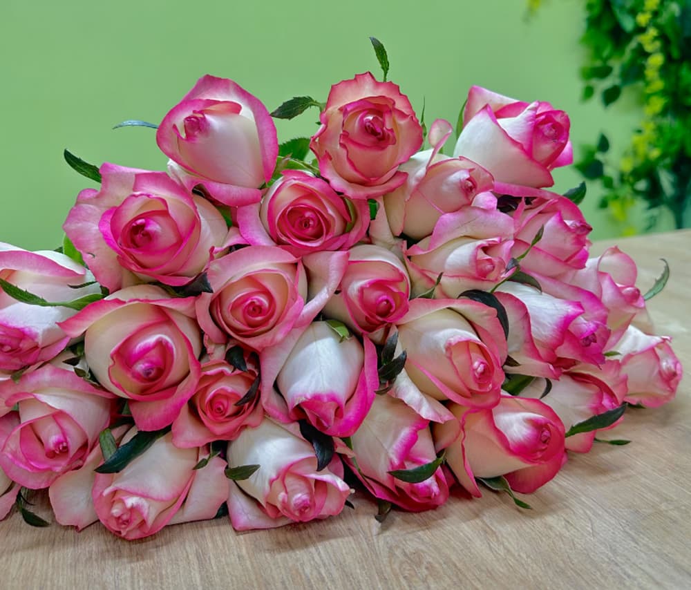 Վարդ «Ջումելիա» (1 шт.)