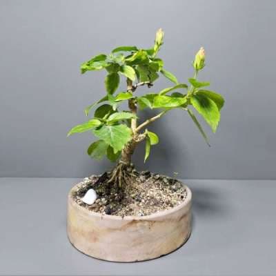 Bonsai Chinese rose