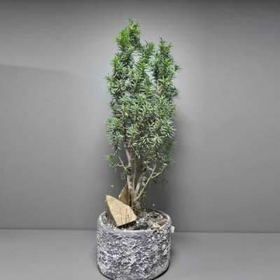 Bonsai