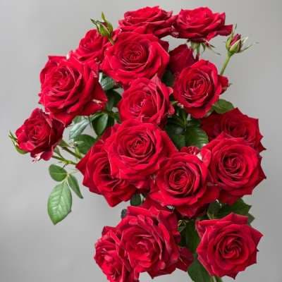 Վարդ «Baby Red» (1 հատ)