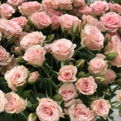 Վարդ «Baby pink» (1 հատ)