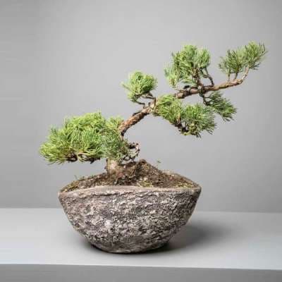 Bonsai Juniper