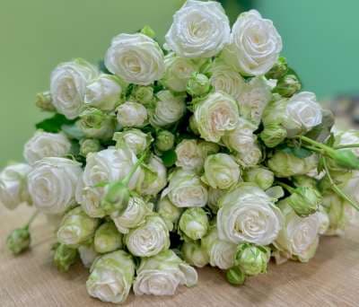 Փնջային վարդ (1 ճյուղ) «Tender Rose Symphony»