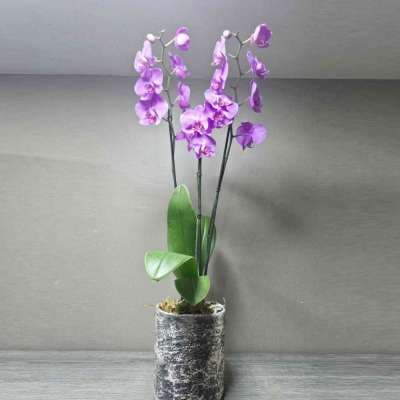 Composition with concrete vase