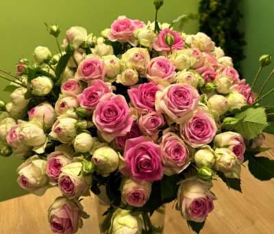Փնջային վարդ (1 ճյուղ) «Delicate Rose Garden»