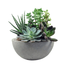 Houseplants