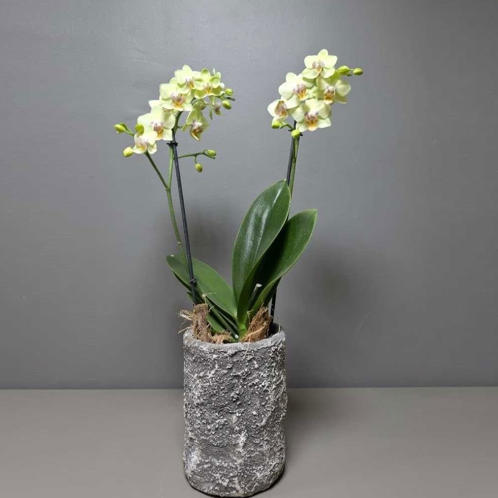 Composition in a concrete planter