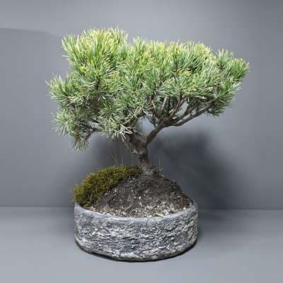 Bonsai