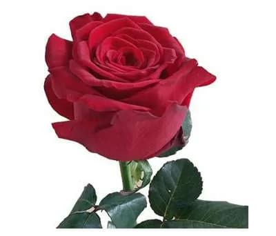 Վարդ Red Naomi 50սմ