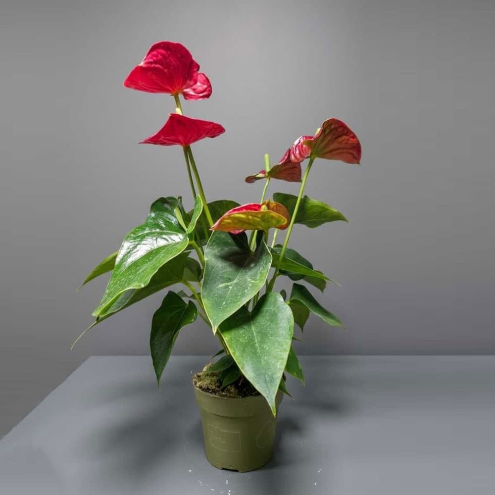 Anthurium