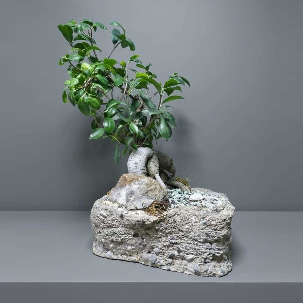 Bonsai Ficus microcarpa