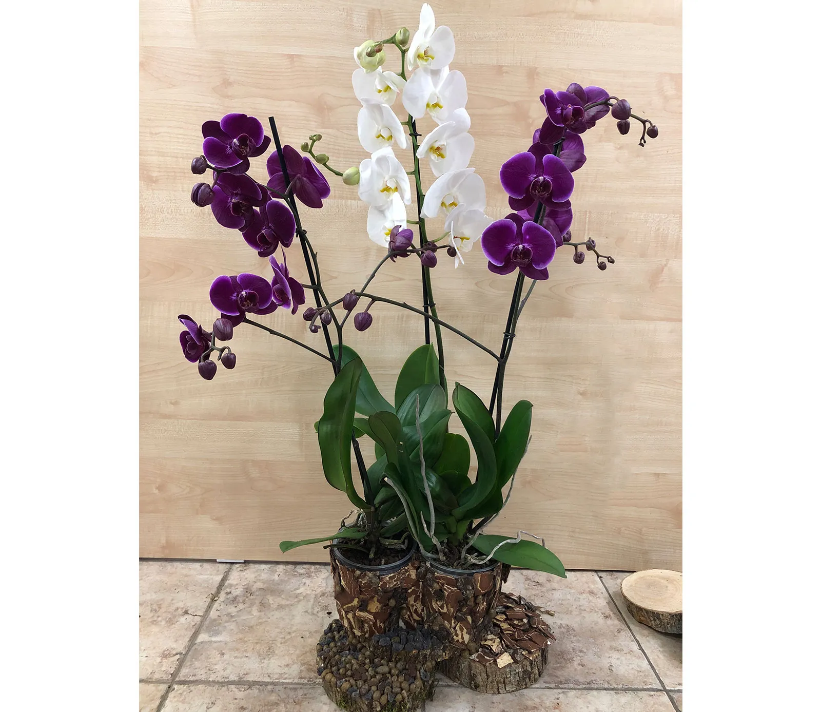 Орхидея Orchid Gallery