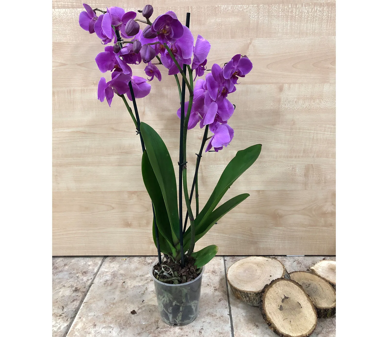 Оrchid Orchid Gallery