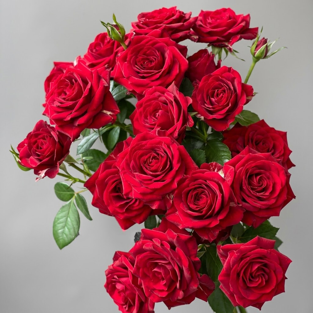 Վարդ «Baby Red» (1 հատ)