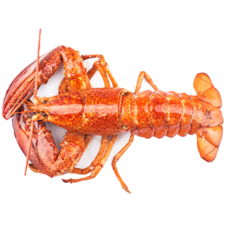 Crayfish