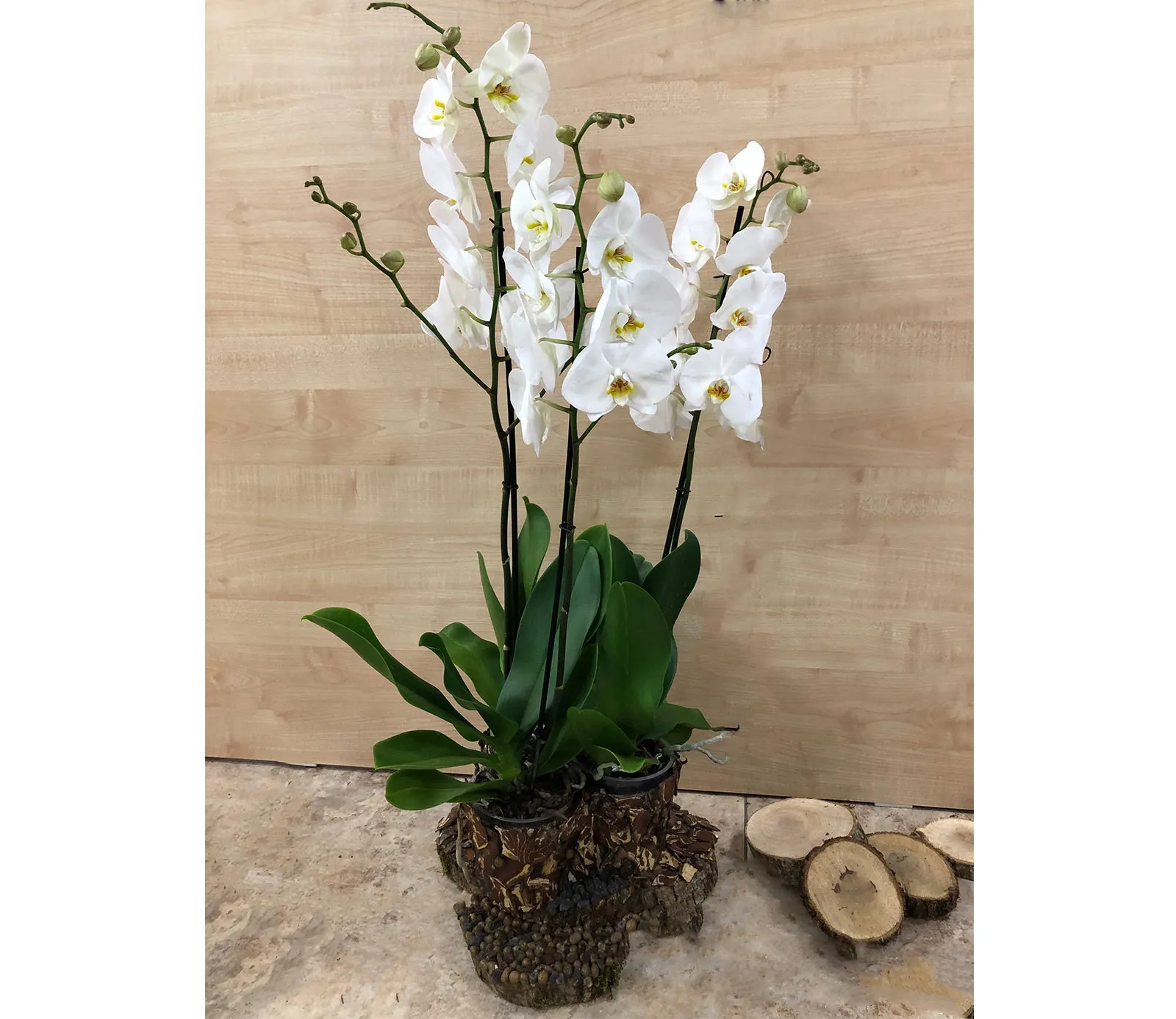 Оrchid Orchid Gallery