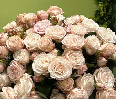 Փնջային վարդ (1 ճյուղ) «Morning Rose Mist»