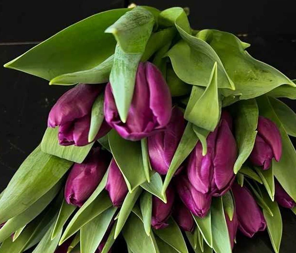 Tulip N7 (1 pc)