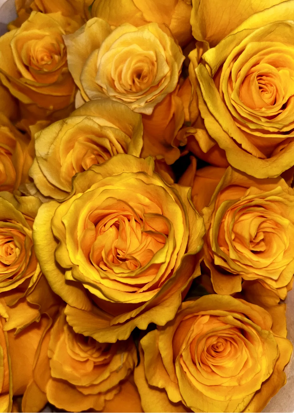Վարդեր N83 MariEll Flowers
