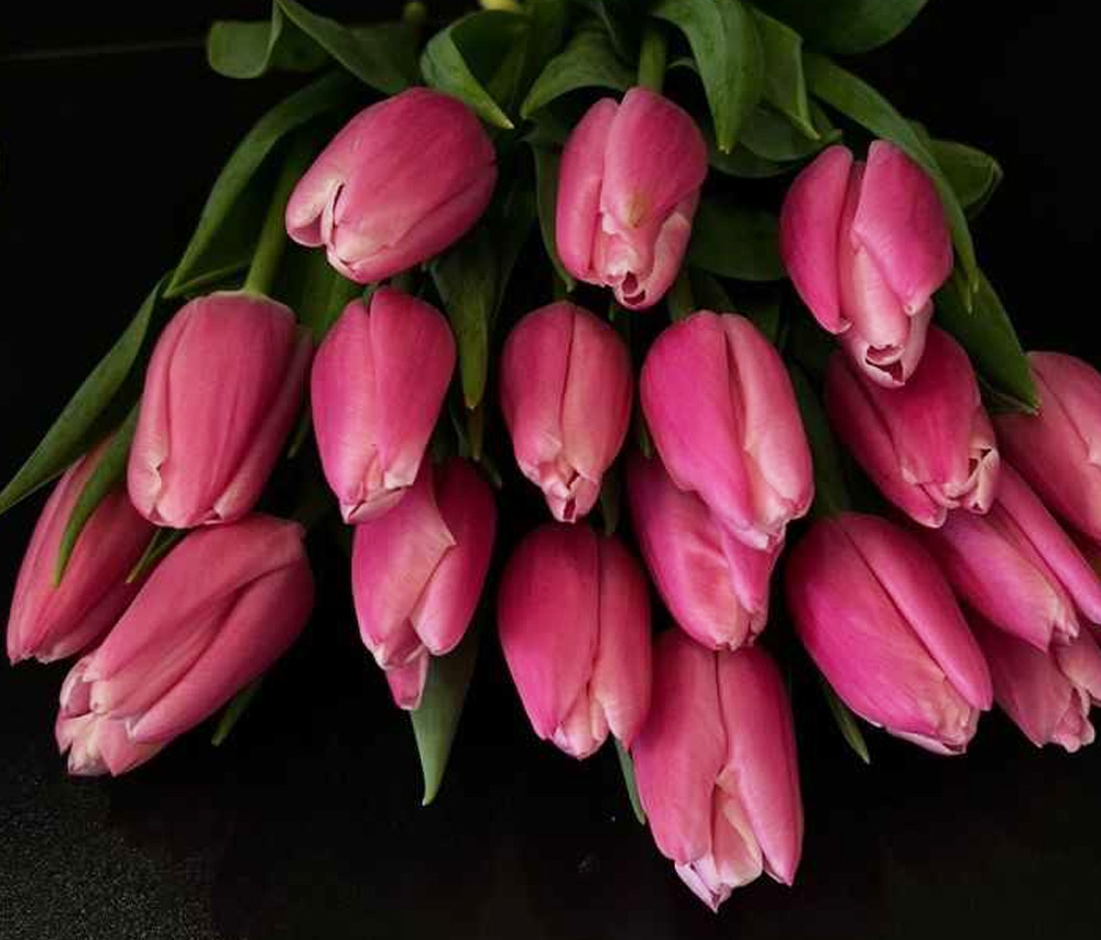 Tulip N5 (1 pc)