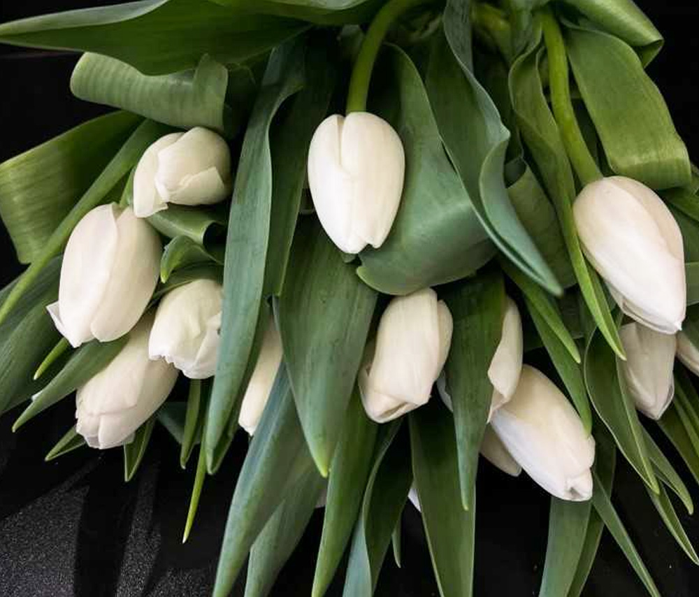 Tulip N1 (1 pc)