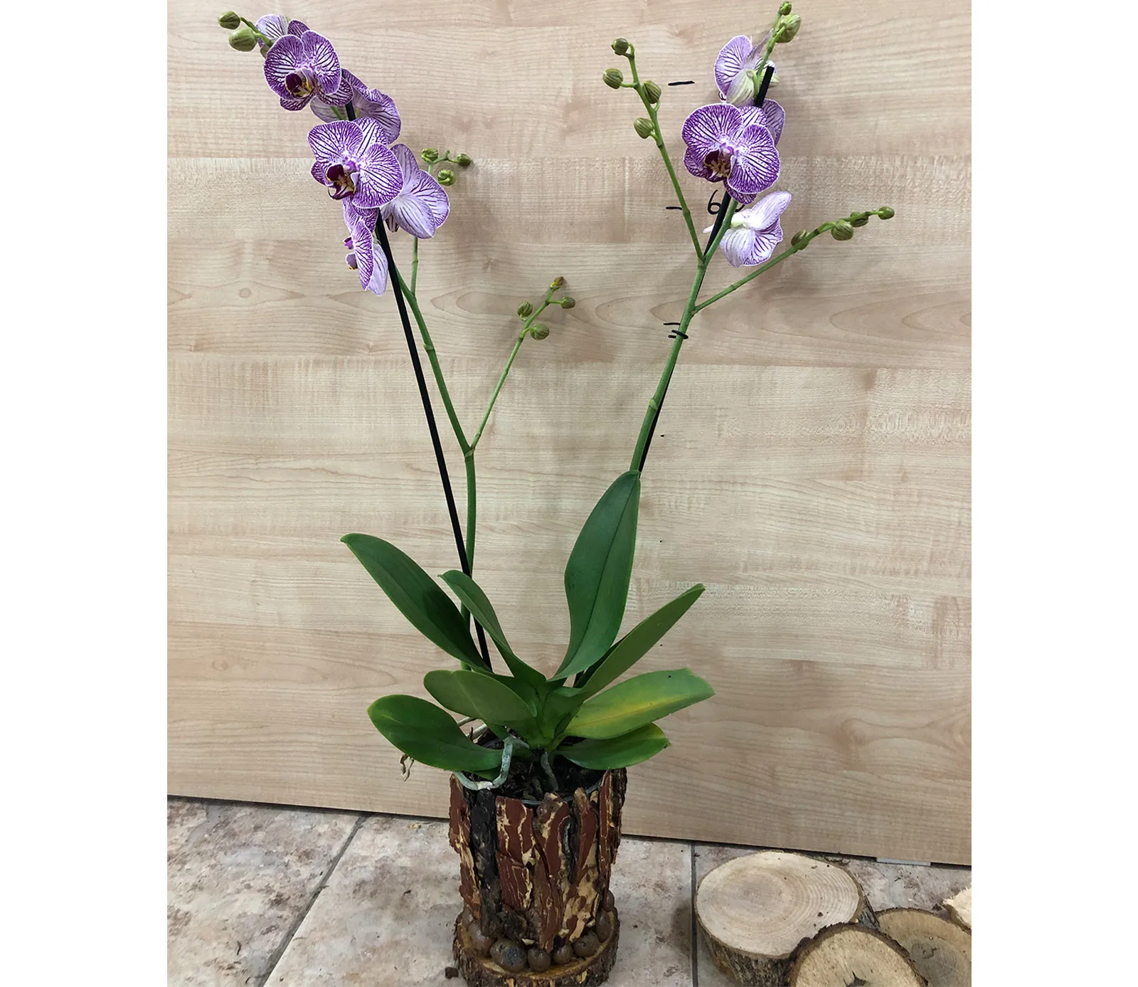 Оrchid Orchid Gallery