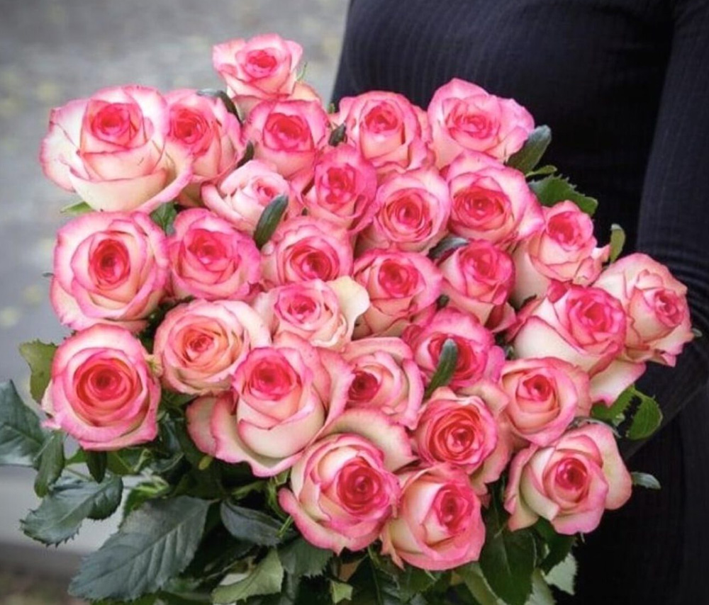 Rose Jumilia 50-55cm