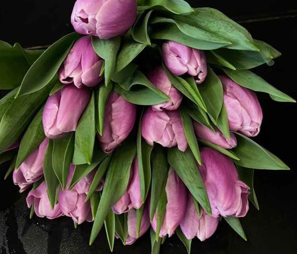 Tulip N3 (1 pc)