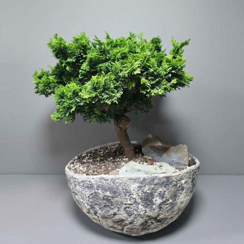 Bonsai Juniper