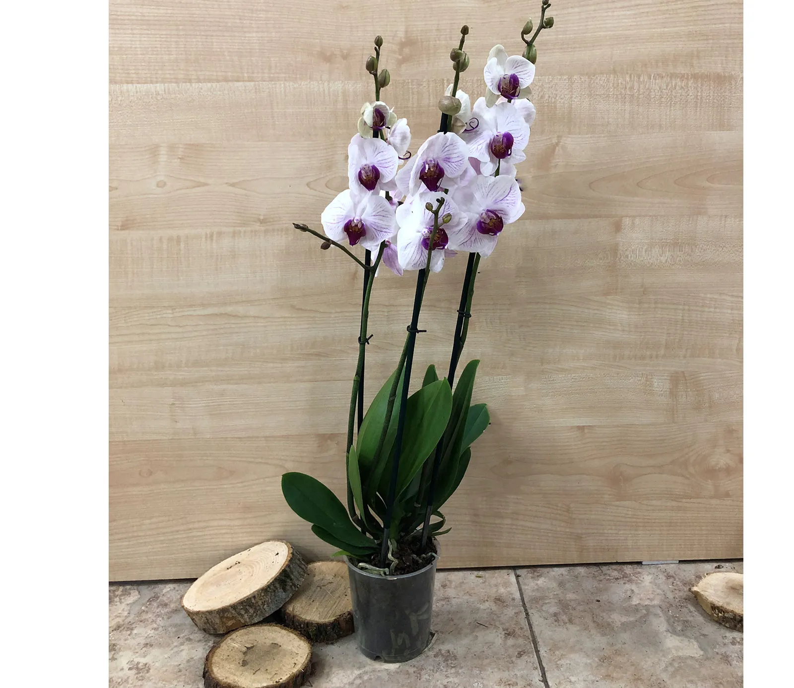 Оrchid Orchid Gallery