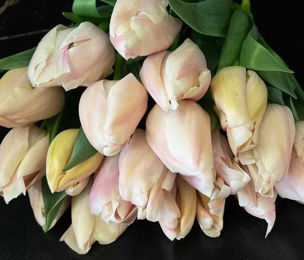 Tulip N6 (1 pc)