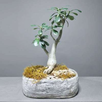 Bonsai Adenium