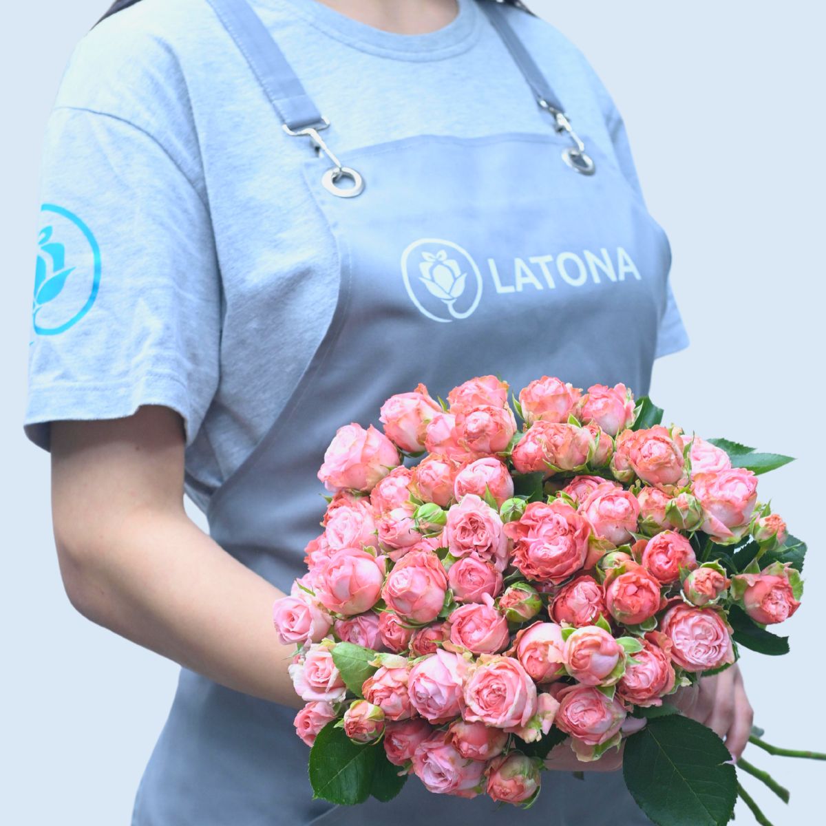 Պիոնանման վարդ  Մադամ Բոմբաստիկ 11 ճյուղ