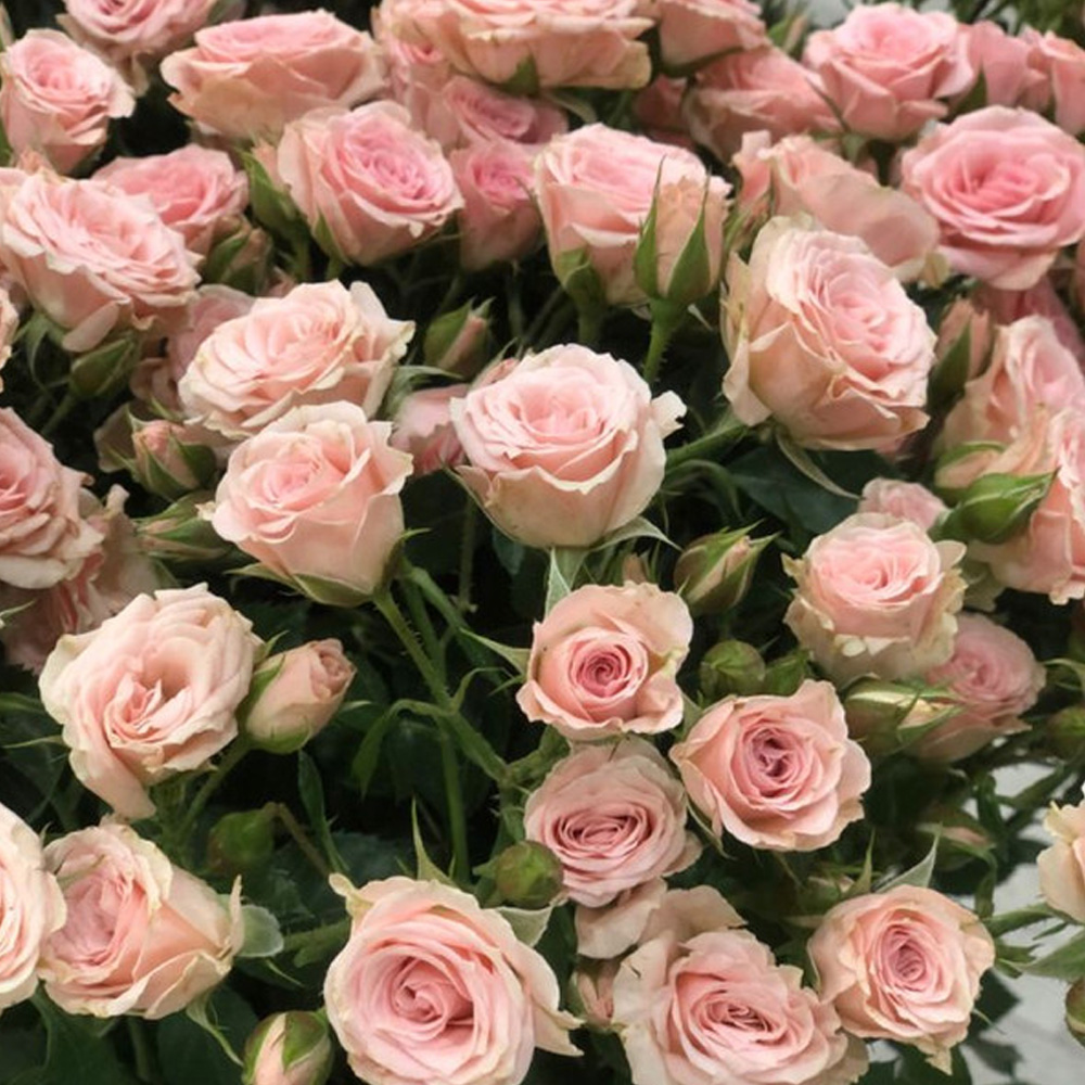Վարդ «Baby pink» (1 հատ)