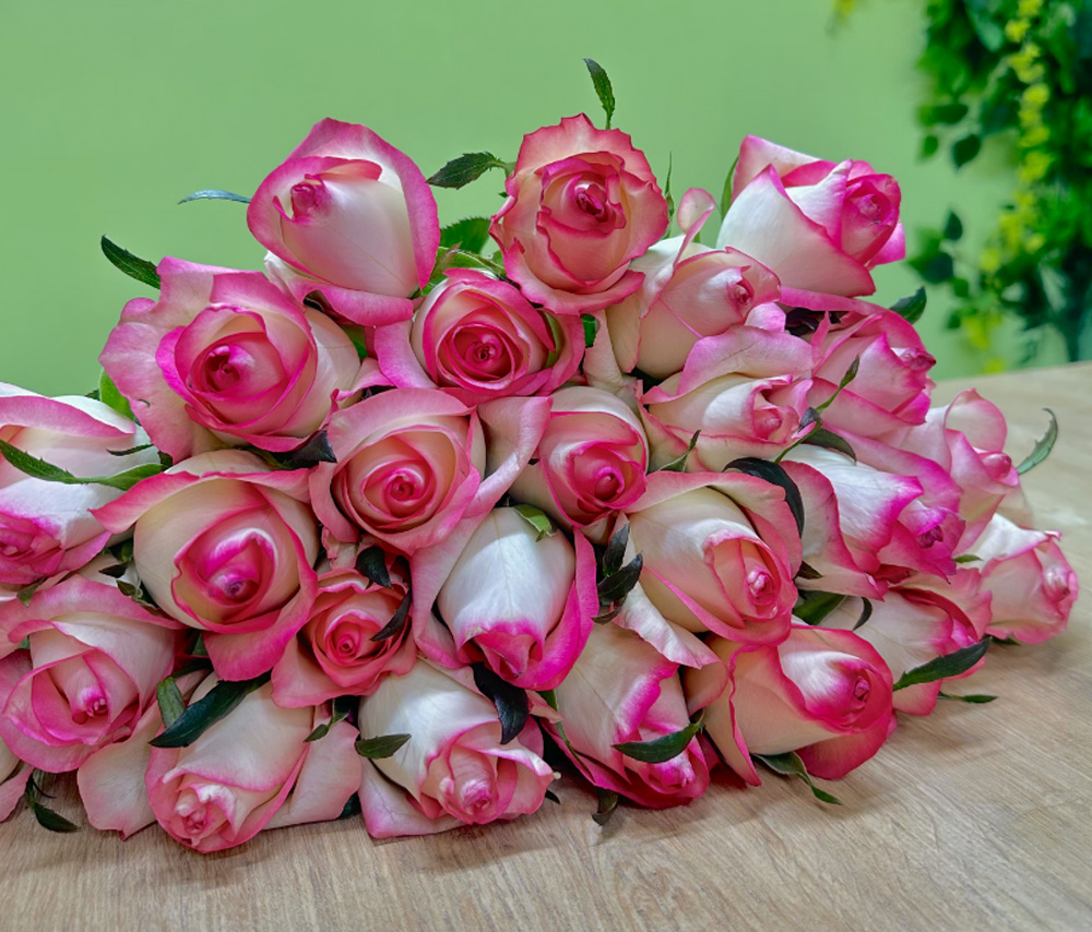 Rose "Jumelia" (1 pc)