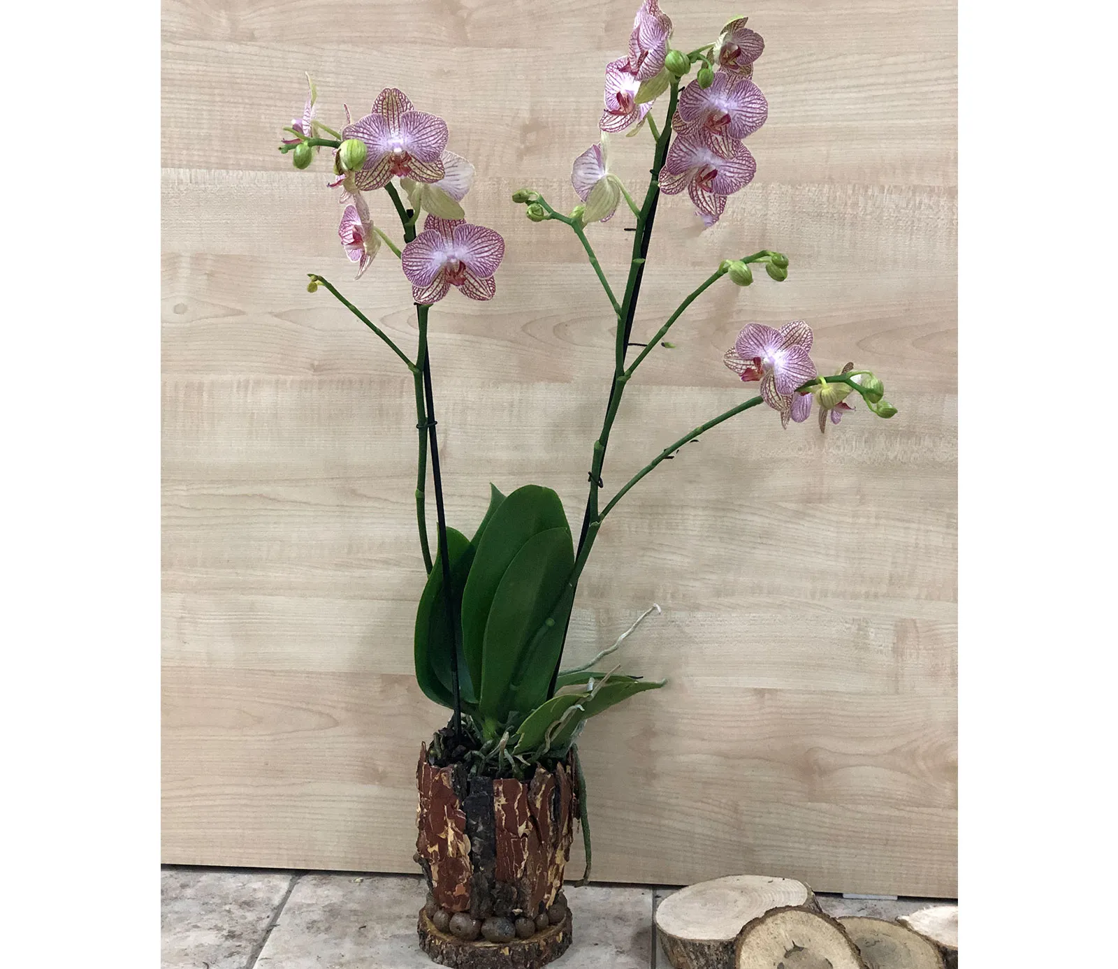 Оrchid Orchid Gallery