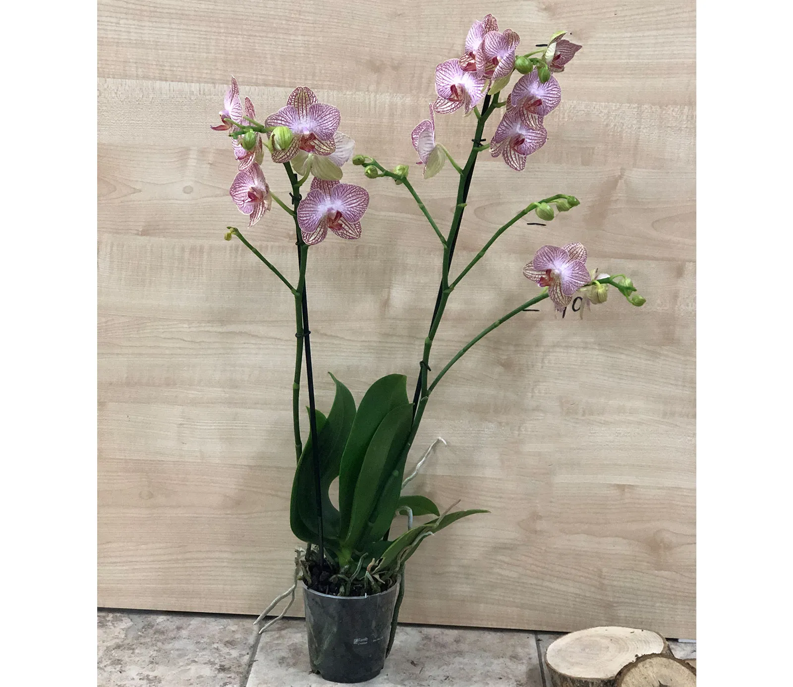 Оrchid Orchid Gallery