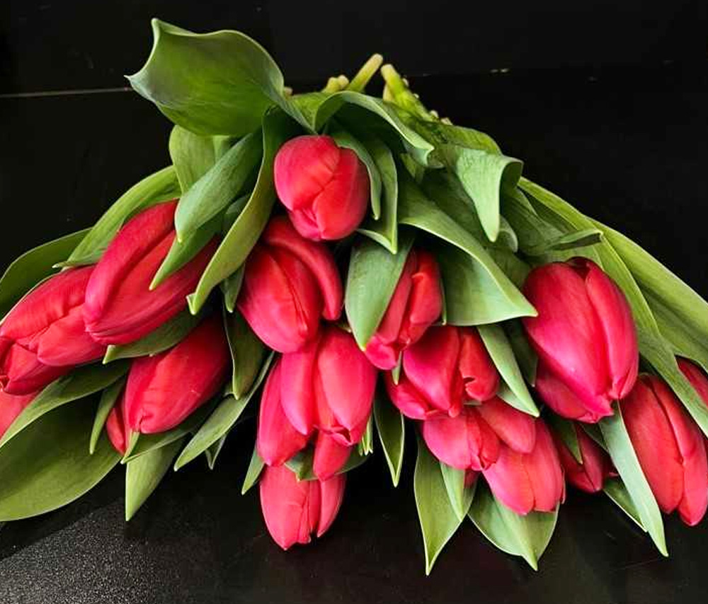 Tulip N4 (1 pc)