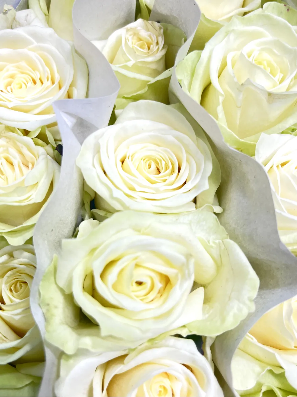 Վարդեր N76 MariEll Flowers