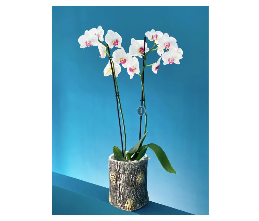 Ծաղիկ N2 MariEll Flowers
