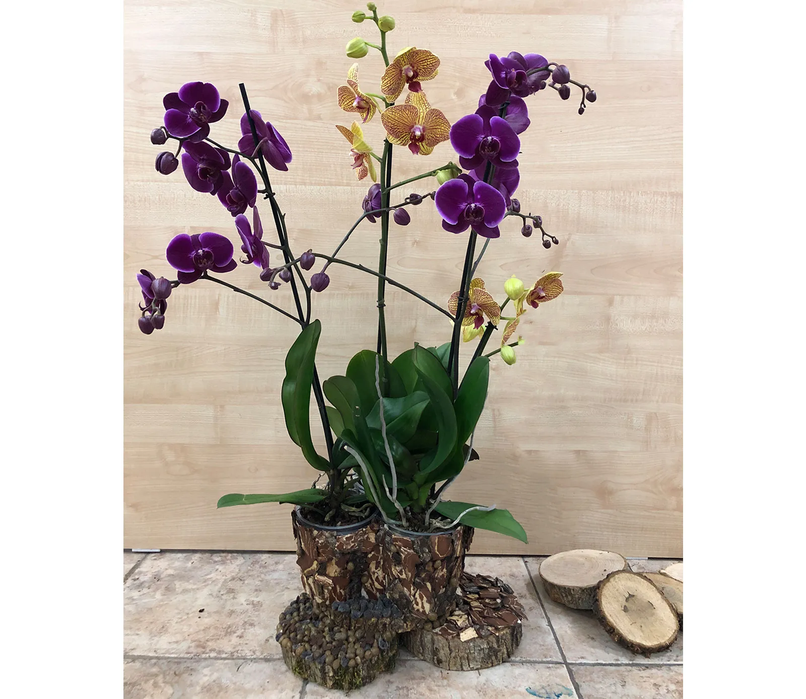Оrchid Orchid Gallery