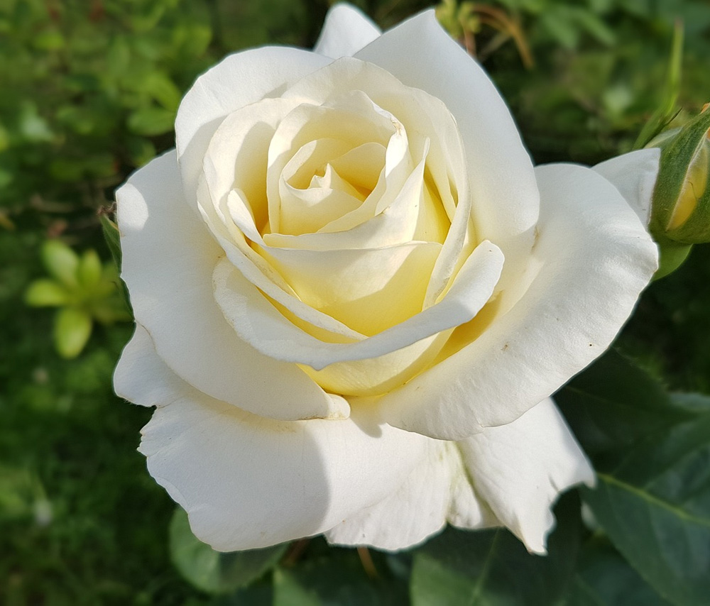 White rose 55-60cm