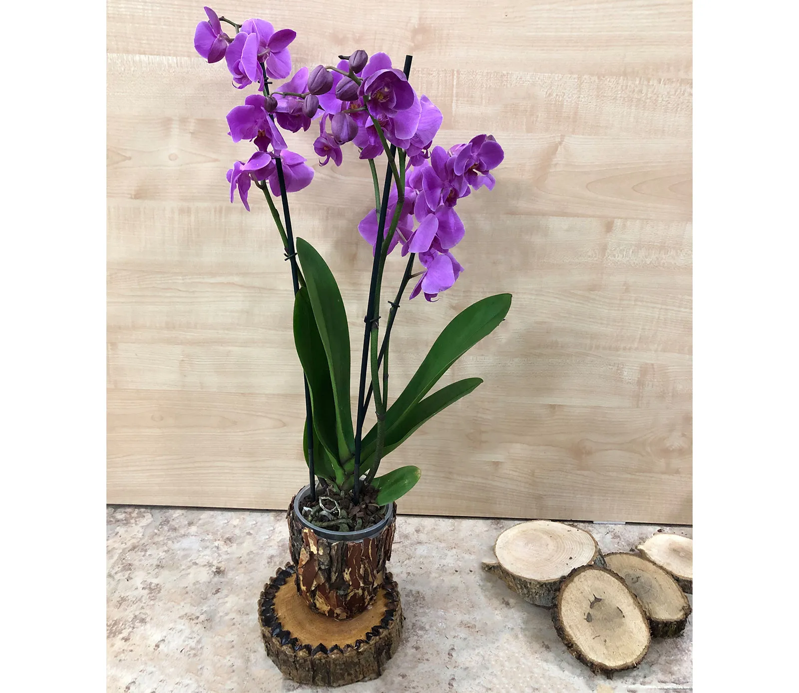 Оrchid Orchid Gallery