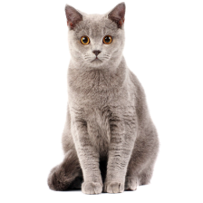 Cat food