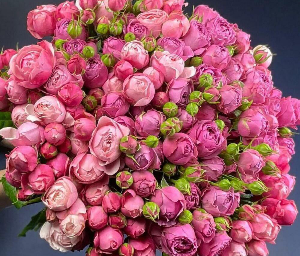 Պիոնանման վարդերի միքս  (31 հատ)